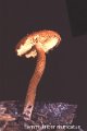 Flammulaster muricatus-amf805-1